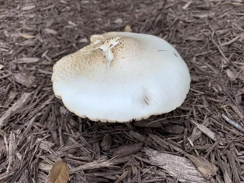 Mushrooms Stock Photos