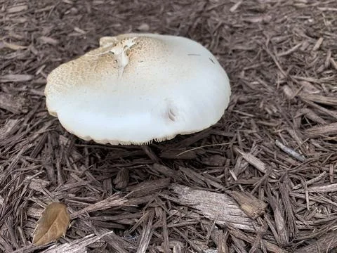 Mushrooms Foto stock
