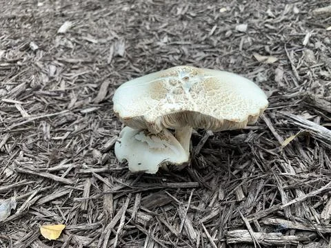 Mushrooms Stock Photos