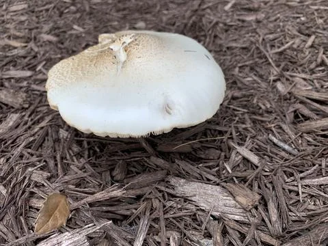Mushrooms Stock Photos