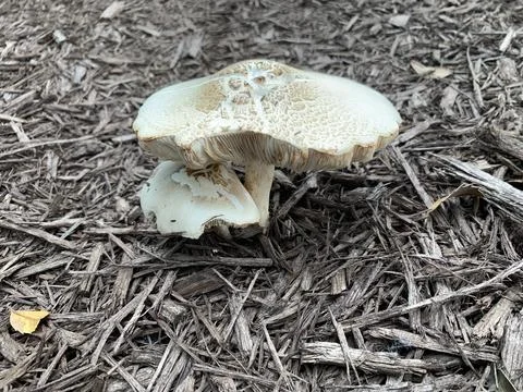 Mushrooms Stock Photos
