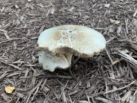 Mushrooms Foto stock