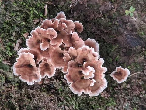 Mushrooms Stock Photos