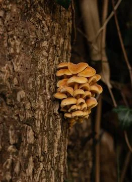 Mushrooms Stock Photos