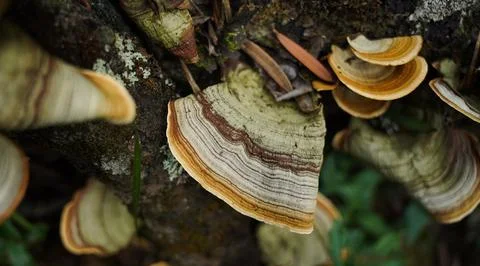 Mushrooms Stock Photos