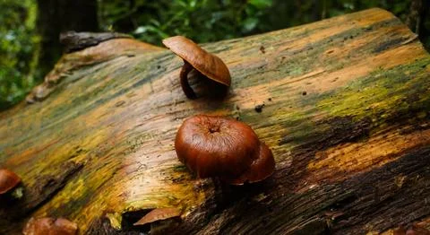 Mushrooms Stock Photos