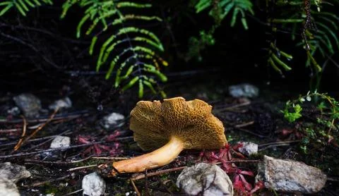 Mushrooms Stock Photos