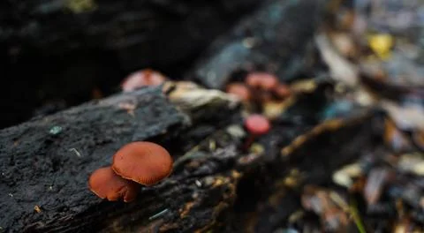 Mushrooms Stock Photos