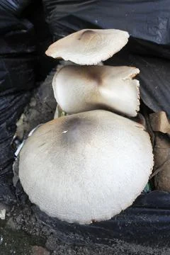 Mushrooms Stock Photos