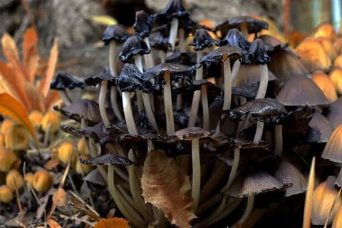 Mushrooms Stock Photos