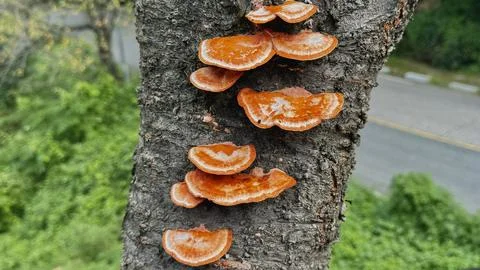 Mushrooms Stock Photos