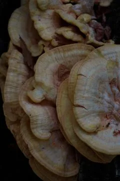 Mushrooms Stock Photos
