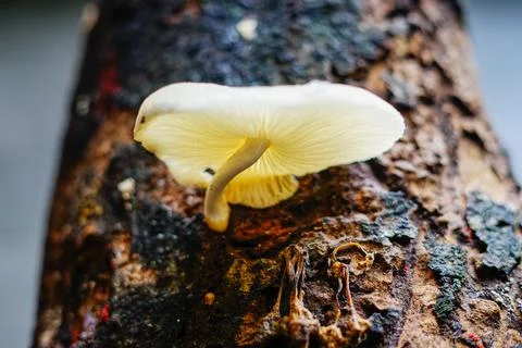 Mushrooms Stockfoto's