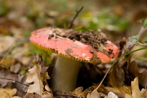 Mushrooms Foto stock