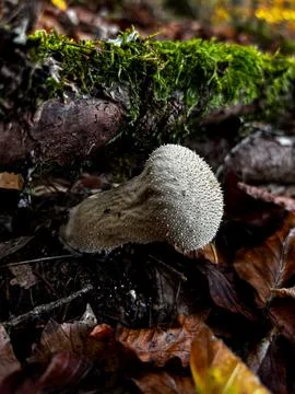 Mushrooms Stockfoto's