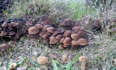 Mushrooms Stock Photos