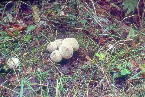 Mushrooms Stock Photos