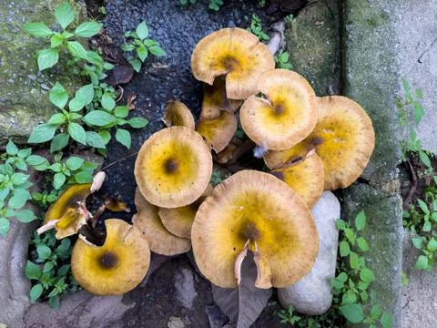 Mushrooms Stock Photos