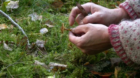 Mushrooms picker 스톡 동영상 540329