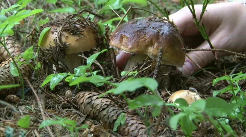 Mushrooms picking Stock Footage 478296