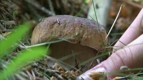 Mushrooms picking Stock-Footage 481404