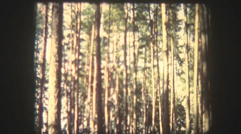 Mushrooms in a pine forest Stock Footage 24687747
