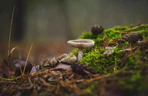 Mushrooms in the pine forest. Stock Photos