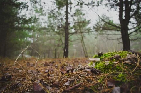 Mushrooms in the pine forest. Stock Photos
