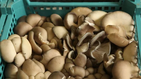 Mushrooms in a plastic basket Stock Footage 44218353