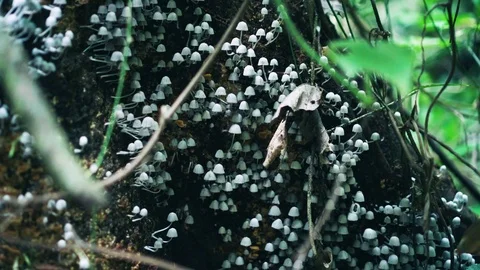 Mushrooms in a rainforest Stock-Footage 82177332