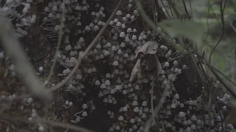 Mushrooms in a rainforest slog2 Stock-Footage 82447583