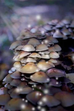 Mushrooms in the rays of light and magic lights in the forest. Fantastic Stock Photos