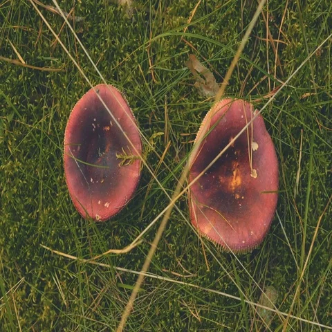 Mushrooms with red hat Stock Footage 69517661