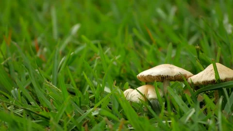 Mushrooms (Right) 스톡 동영상 137348647