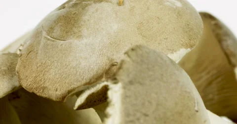 Mushrooms rotating on white background Stock Footage 146442621