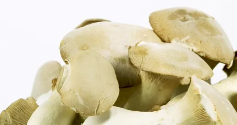 Mushrooms rotating on white background Stock Footage 146442665
