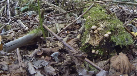 Mushrooms on a rotten tree Stock Footage 68606244
