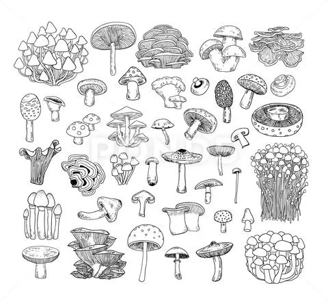 Mushrooms set icons, vector illustration. Stock Illustration