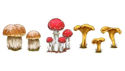 Mushrooms set. Vector illustration of different types of mushrooms.  Stock Illustration
