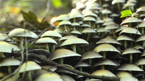 Mushrooms settlement with a pan shot Stock Footage 42820657