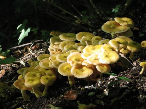 Mushrooms in shadow Stock-Fotos