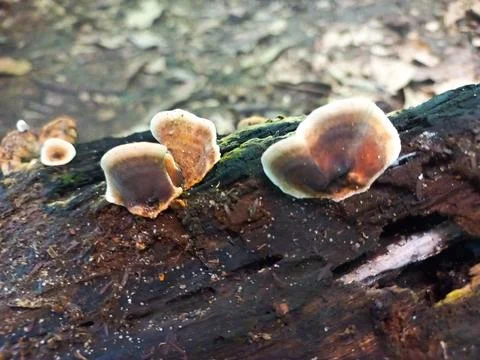 Mushrooms in Shell on Trunk in Forest Stock Photos