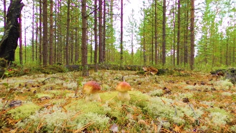 Mushrooms. in Siberian forest. Approximation. Slow motion Stock Footage 138380898