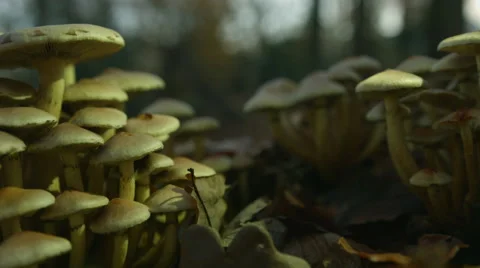 Mushrooms from side Stock Footage 44207857