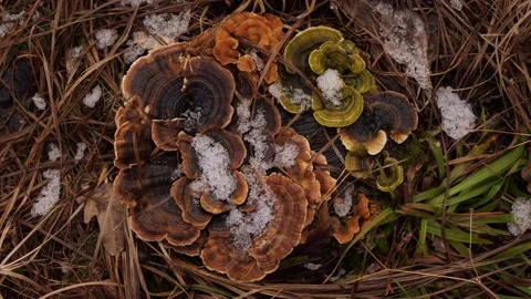 Mushrooms with snow in winter Stock-Footage 263240304