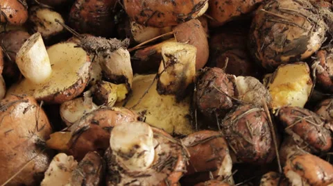 Mushrooms spinning background Stock Footage 32303608