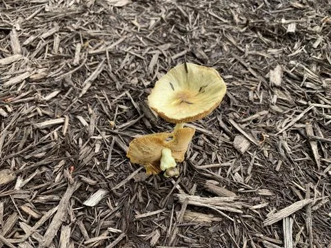 Mushrooms in the Spring Stock Photos