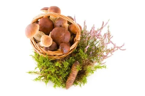 Mushrooms in studio Stock Photos