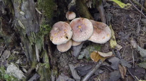 Mushrooms on a stump Stock Footage 67885064