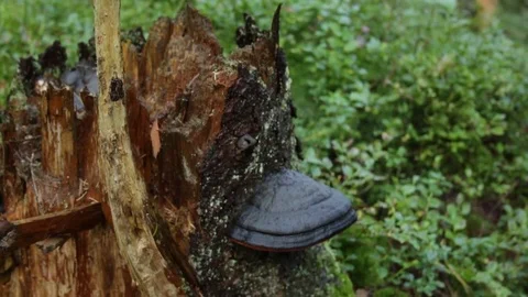 Mushrooms on the stump 動画素材 79799725